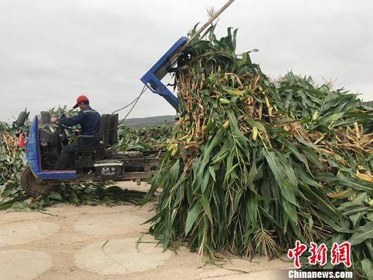 甘肅定西“披綠覆土”：草滿溝壑農(nóng)民“錢包鼓”