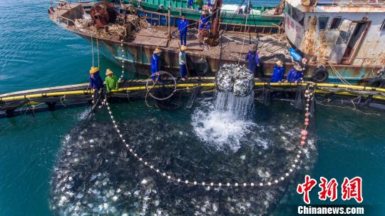 海南開(kāi)捕金鯧魚(yú) 漁企牽手電商平臺(tái)