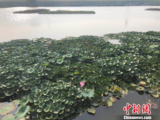 如今，崔蒙村已栽植100畝睡蓮、50畝荷花，還有36個(gè)觀賞荷花池，栽植春桃多瓣、西廂待月、紅盞托珠等40余個(gè)品種2.6萬余株荷花?！±钔ヒ?攝