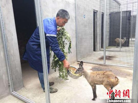 飼養(yǎng)員每天下午都會定點為林麝準備餐食，洗料、切絲、稱重，按克配比營養(yǎng)食品?！⊥跞疖?攝