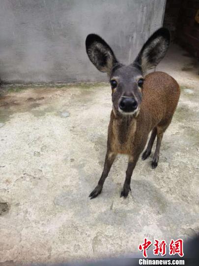 林麝，國家一級保護動物，性格孤僻，喜歡獨居，對環(huán)境要求較高。　王瑞軍 攝