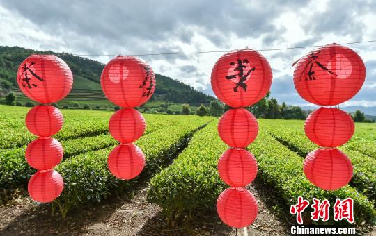 16日，千年北苑貢茶園喜氣洋洋。2108年中華北苑茶神文化節(jié)在建甌東峰鎮(zhèn)舉行?！×_光耀 攝