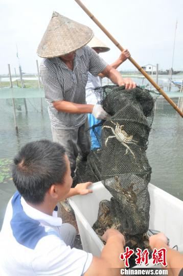 太湖大閘蟹開捕。太湖漁管辦供圖