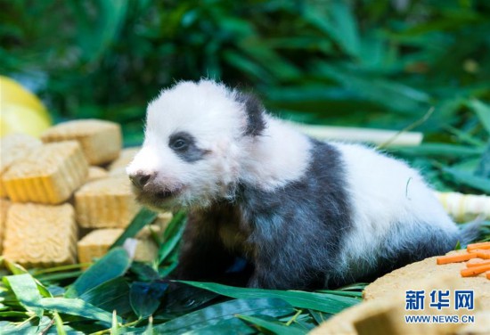 （社會(huì)）（1）廣州：熊貓寶寶“隆仔”與游客見(jiàn)面