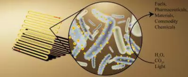 細(xì)菌+微型太陽(yáng)能板，只要一個(gè)桶就能進(jìn)行光合作用！