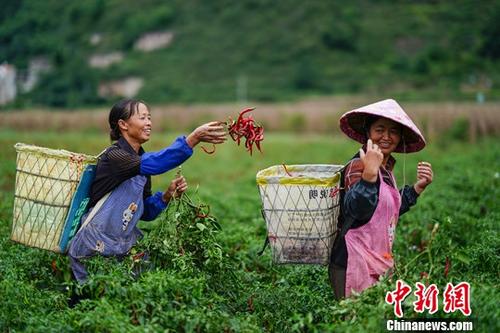 9月26日，貴州鎮(zhèn)寧扁擔山鎮(zhèn)蔬菜基地，菜農(nóng)在田間采摘辣椒。近日，正值貴州省鎮(zhèn)寧縣扁擔山鎮(zhèn)蔬菜基地各類蔬菜采摘上市時期，菜農(nóng)田間地頭采摘忙。中新社記者 賀俊怡 攝