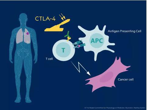 癌癥你等著!諾貝爾生理學(xué)或醫(yī)學(xué)獎花落癌癥免疫療法