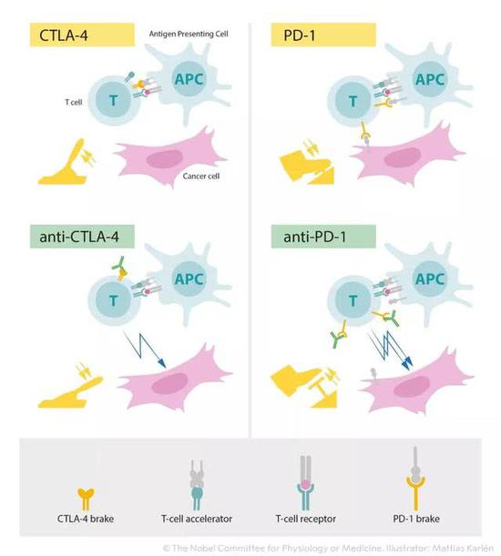 癌癥你等著!諾貝爾生理學(xué)或醫(yī)學(xué)獎花落癌癥免疫療法