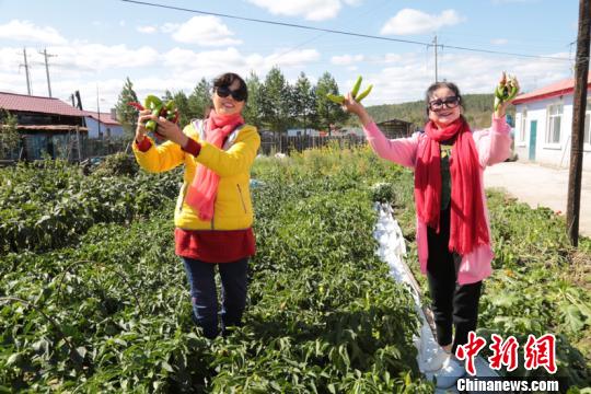 來自四川成都的游客在“王家大院”，采摘園子里種植的辣椒。(王力攝)