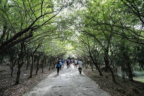 斯巴魯環(huán)保之旅-探源景德鎮(zhèn)白花檵木