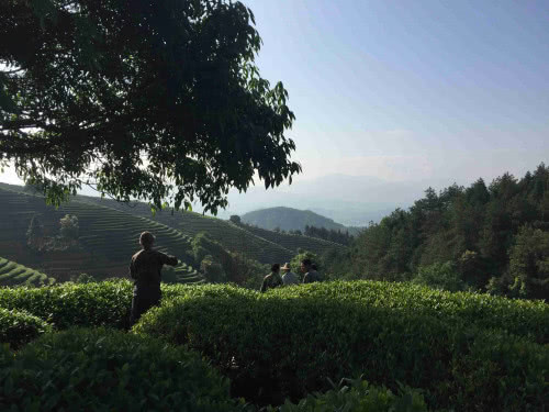 「水文茶山」一起去武夷山認(rèn)養(yǎng)茶山！