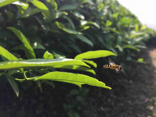 「水文茶山」一起去武夷山認(rèn)養(yǎng)茶山！