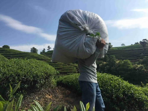 「水文茶山」一起去武夷山認(rèn)養(yǎng)茶山！