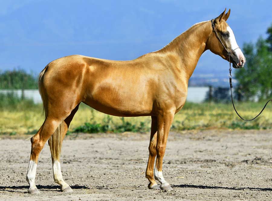 汗血寶馬（Akhal-teke horses）