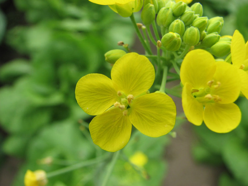 油菜花照片（Brassica rapa var）