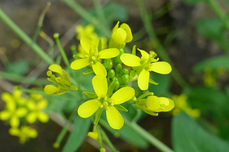 油菜花照片（Brassica rapa var）