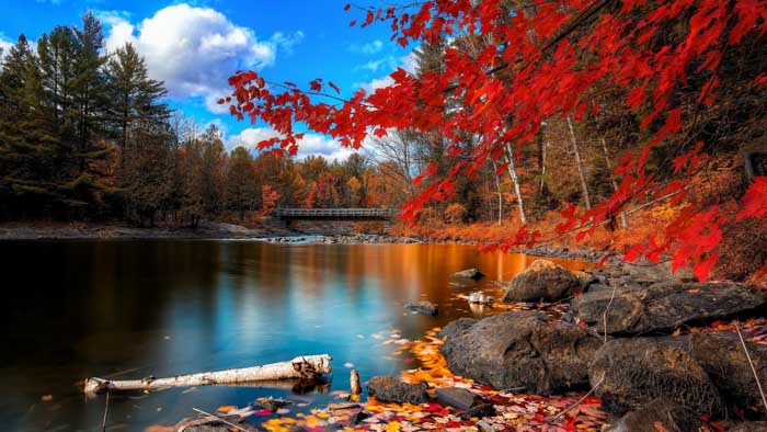 層林盡染（red autumnal leaves）