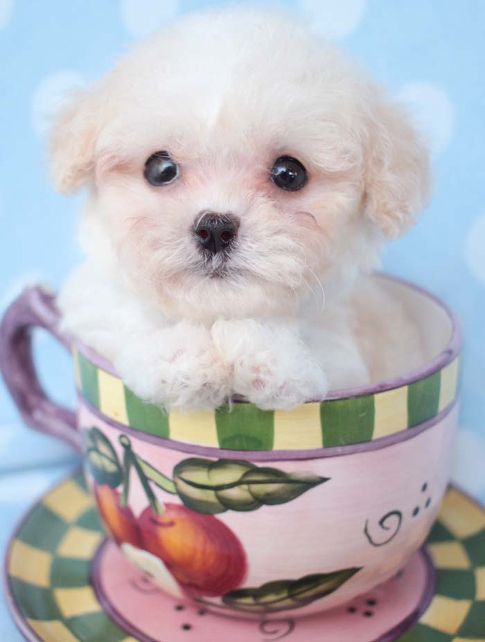 茶杯犬（Teacupdogs）