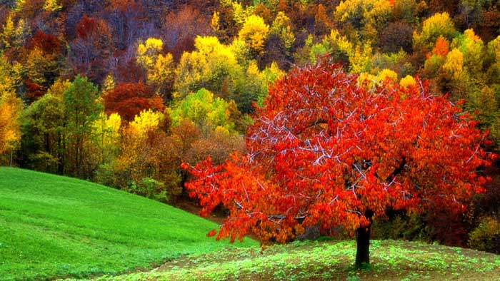 層林盡染（red autumnal leaves）