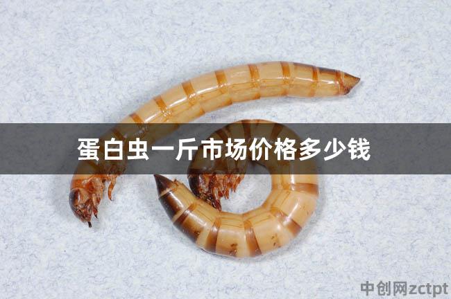 蛋白蟲一斤市場價格多少錢 蛋白蟲養(yǎng)殖是真的能掙錢嗎 Superworm,Tenebrio molitor L/YA