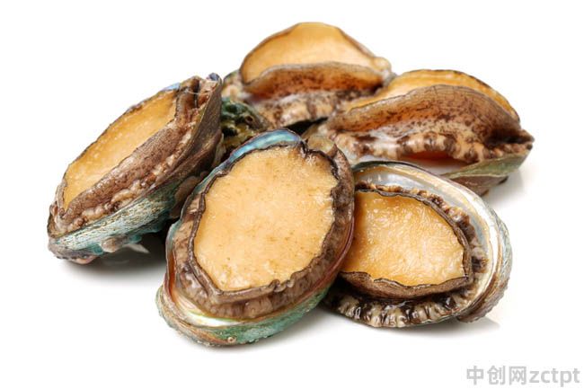 鮑魚屬于什么類型動(dòng)物 軟體動(dòng)物有哪些 Abalone/YA