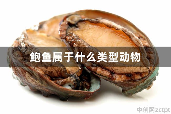 鮑魚屬于什么類型動(dòng)物 軟體動(dòng)物有哪些 Abalone/YA